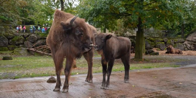 Tierpark Goldau Tjala