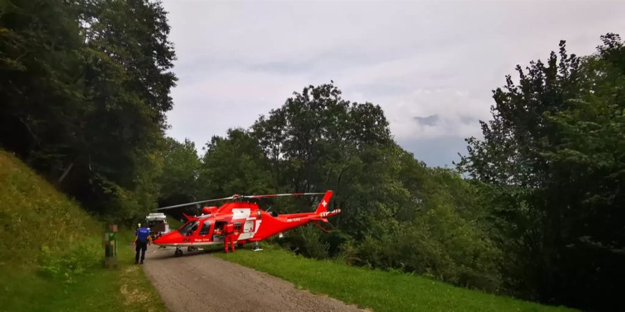 Der Pilzsammler