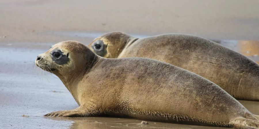 Namibia