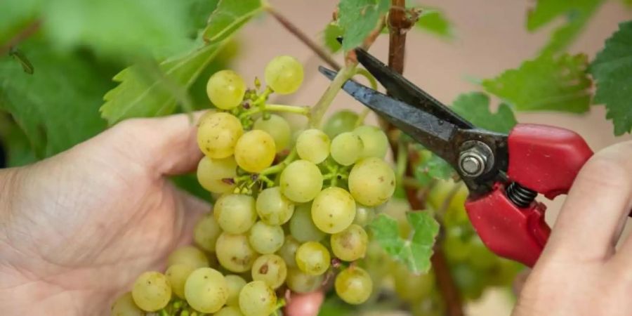 Die Weinlese beginnt mit der Ernte der Trauben für Federweisse. In diesem Jahr geht es besonders früh los. Foto: Daniel Karmann/dpa