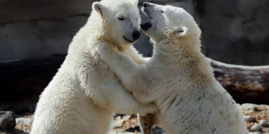 Eisbär-Zwillinge Anna und Elsa raufen miteinander. Foto: Bernd Ohlthaver/Zoo am Meer Bremerhaven/dpa