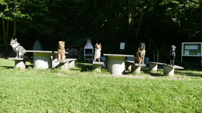 Die Hunde haben sichtlich Spass beim Kynologischen Verein Freiamt. Kynologischer Verein Freiamt