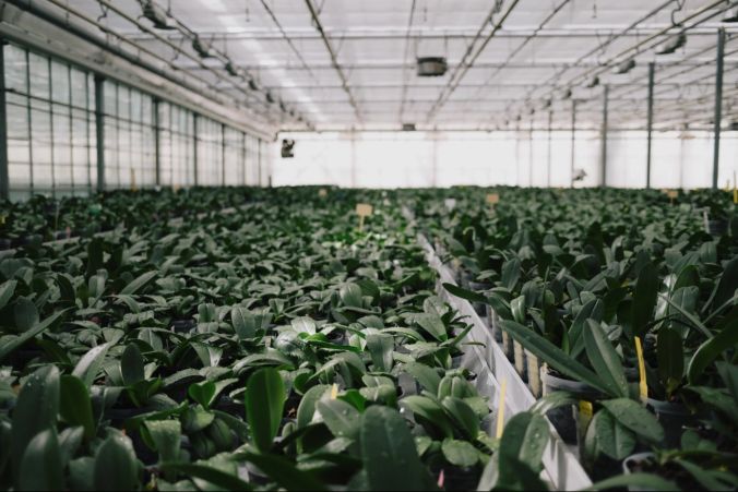 Ein eindrücklicher Anblick: junge Orchideen soweit das Auge reicht.