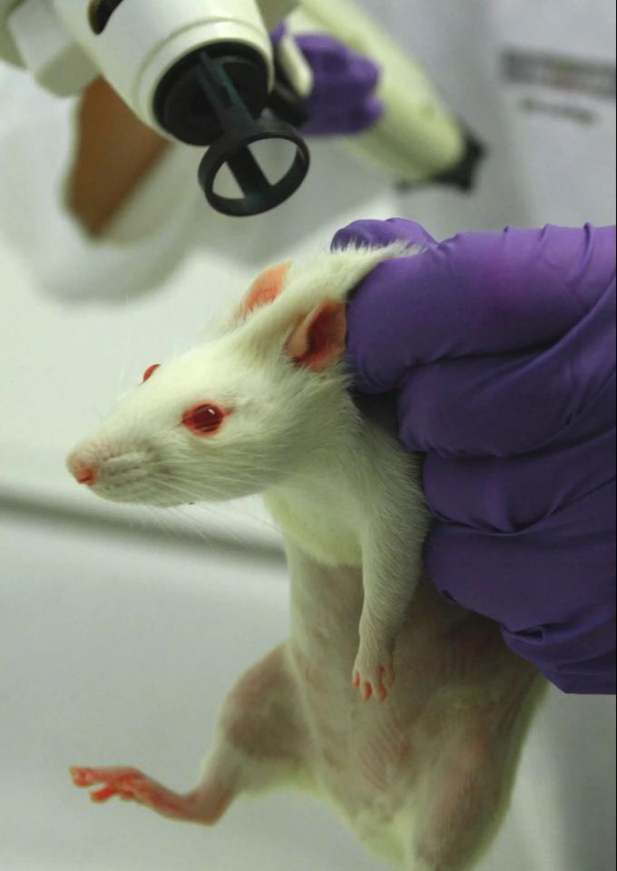Einer Labormaus wird beim deutschen Unternehmen Genovac ein Impfstoff inkiziert, damit diese danach Antikörper produzieren kann. (Archivbild) Coronavirus Donald Trump Medikament