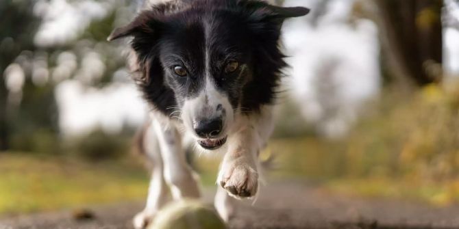 Spielender Hund