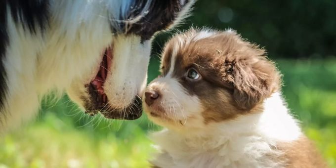 Ein Welpe (Symbolbild) Hundekurse Muri-Gümligen