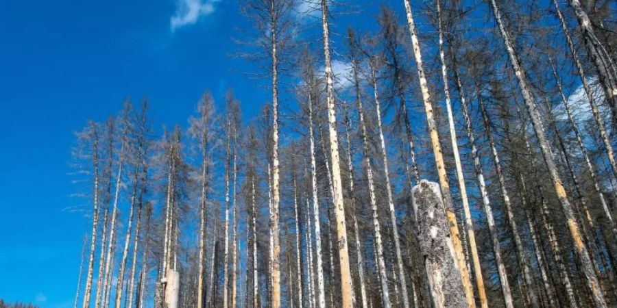 Wanderer gehen im Nationalpark Harz an abgestorbenen Fichten vorbei. Die Nadelbäume fielen dem Borkenkäfer zum Opfer. Foto: Klaus-Dietmar Gabbert/zb/dpa
