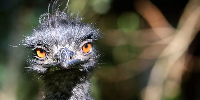 ARCHIV - Ein Emu beobachtet in seinem Aussengehege Zoobesucher. Foto: picture alliance / dpa Emu
