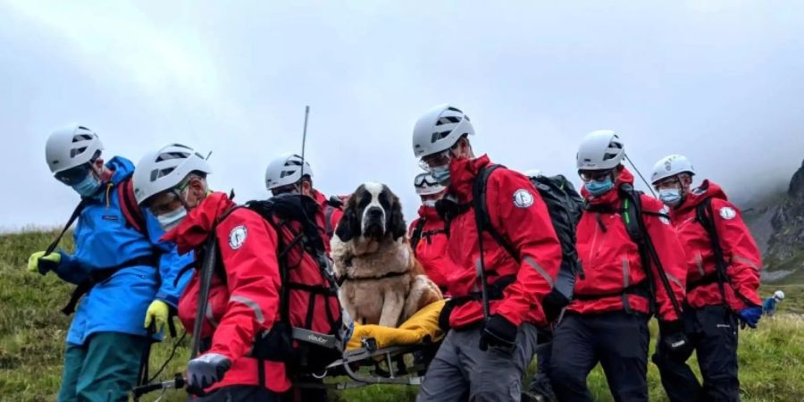 Der 55 Kilo schwere Hund musste auf eine Krankenbahre