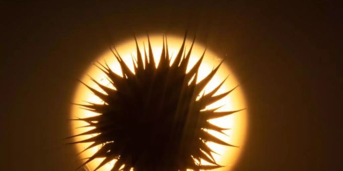 Die Sonne geht hinter einer Distel auf. In vielen Teilen Deutschlands sorgt der Feuerball für richtig heisses Wetter. Foto: Sebastian Gollnow/dpa Die Sonne geht hinter einer Distel auf. In vielen Teilen Deutschlands sorgt der Feuerball für richtig heisses Wetter. Foto: Sebastian Gollnow/dpa