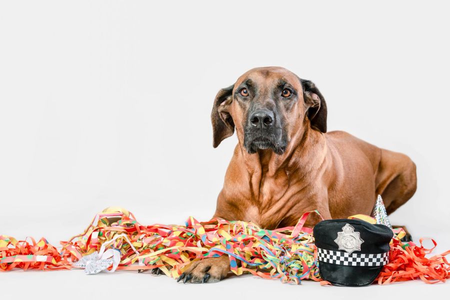 Hund Fasnacht