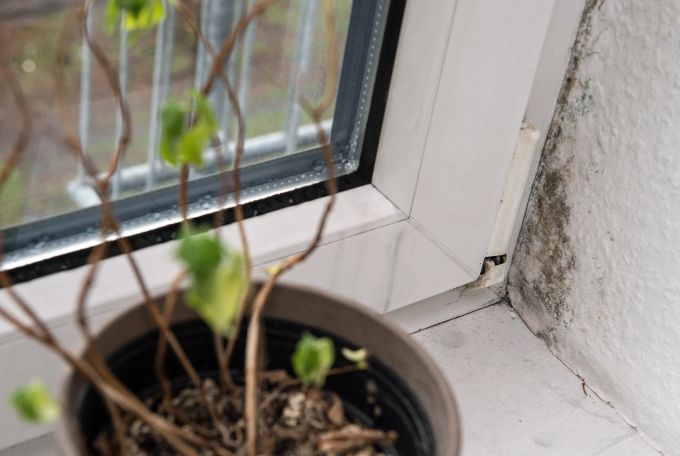Ein Paradies für Schimmel: Bildet sich am Fenster Kondenswasser, können die Pilze wachsen. Schimmel Kondenswasser Pilze Fenster