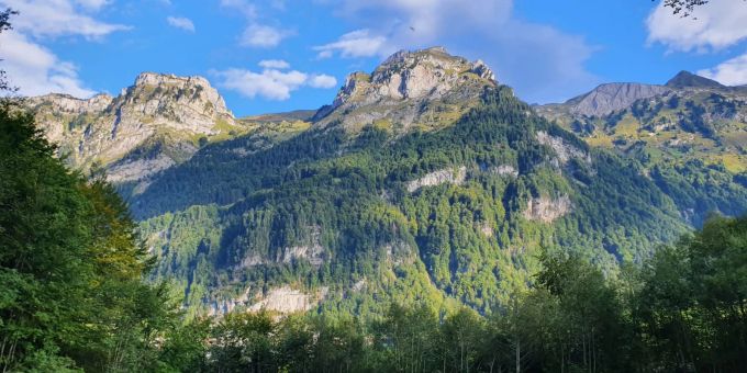 Internationaler Tag des Waldes. Wald in den Bergen