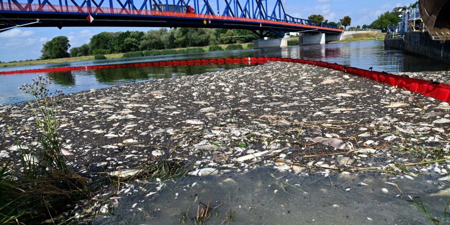 Tote Fische schwimmen an der Wasseroberfläche des deutsch-polnischen Grenzflusses Oder.