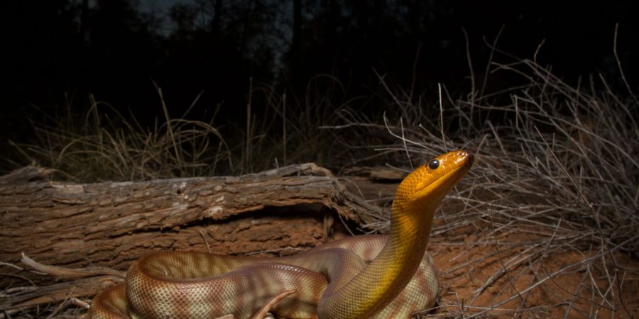 Die bis zu drei Meter lange Woma-Python ist in Australien beheimatet.