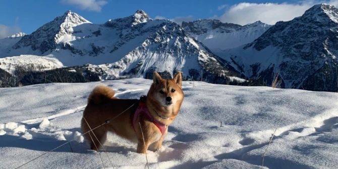 hund im Schnee