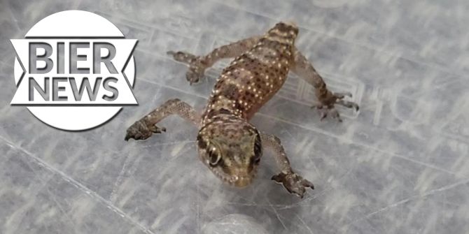 gecko