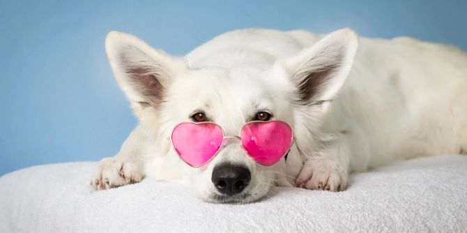 Hund mit Sonnenbrille