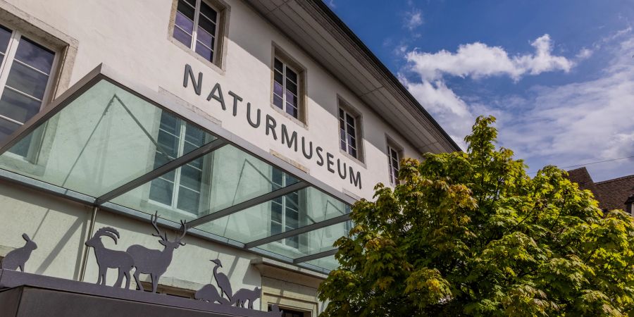 Der Workshop fand im Naturmuseum Solothurn statt.