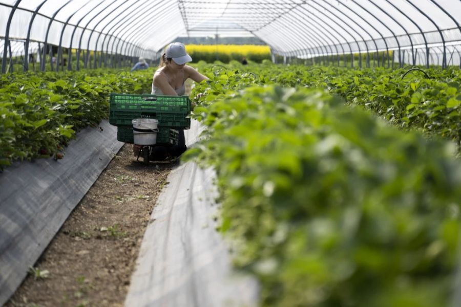 Subventionen Landwirtschaft