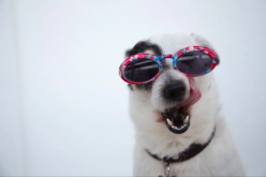 Hund leckt sich Schnauze