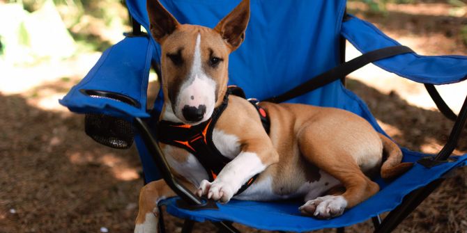 Miniature Bullterrier