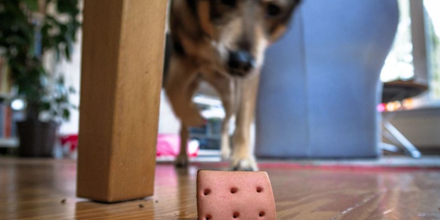 Auch drinnen für Auslastung sorgen: Ein Hund sucht in der Wohnung nach versteckten Leckerlis.