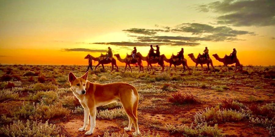 Kamele wurden seit den 1840er Jahren als Lastentiere nach Australien gebracht. Inzwischen gelten sie mancherorts als Plage.