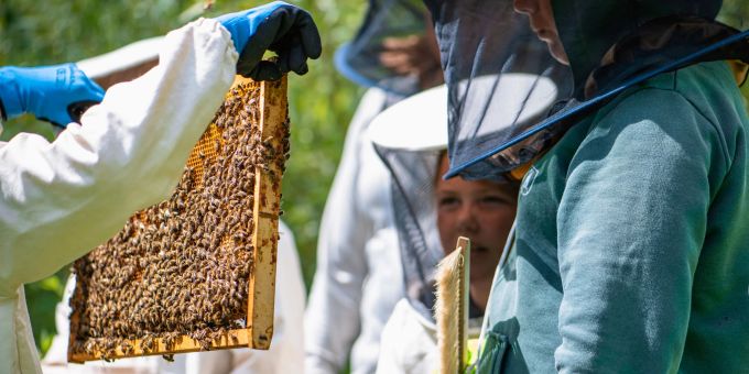 Hautnahe Begegnungen mit den Bienen. Bienenvolk