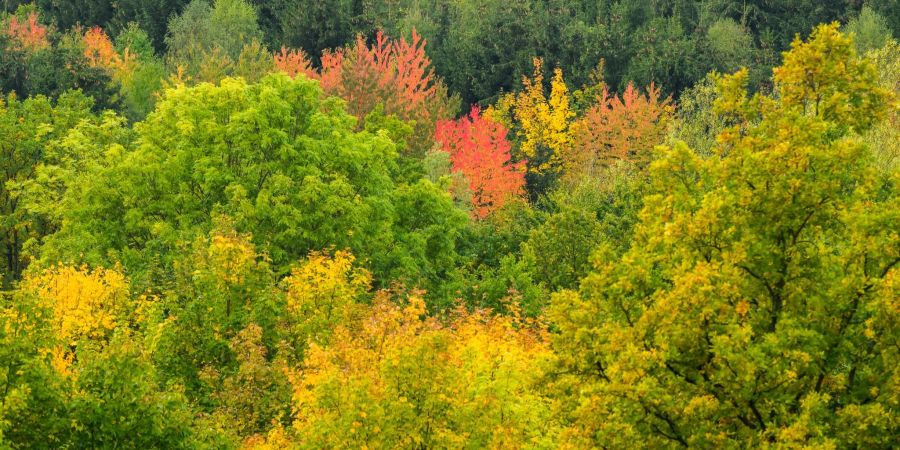 Laubbäume mit herbstlichen verfärbten Blättern am Roten Berg im Landkreis Hildesheim.