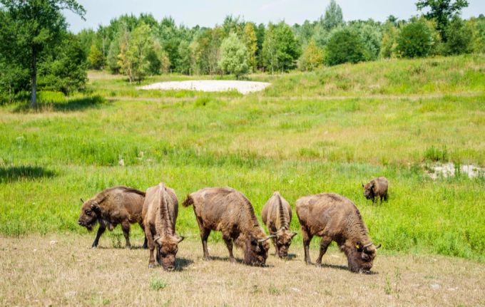 Eine Wisent-Herde in Deutschland. Wisent