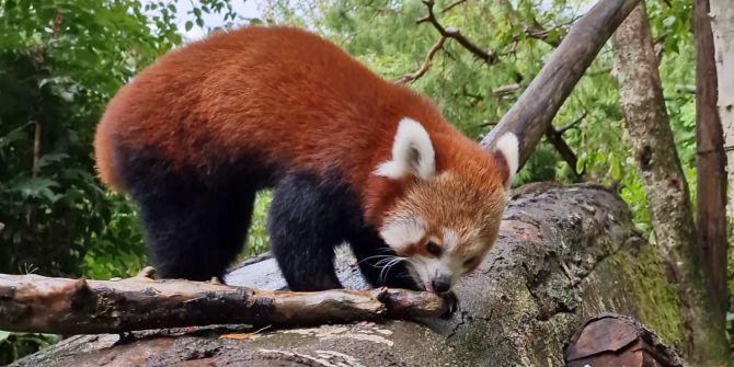 Kleiner Panda Tiang Tang