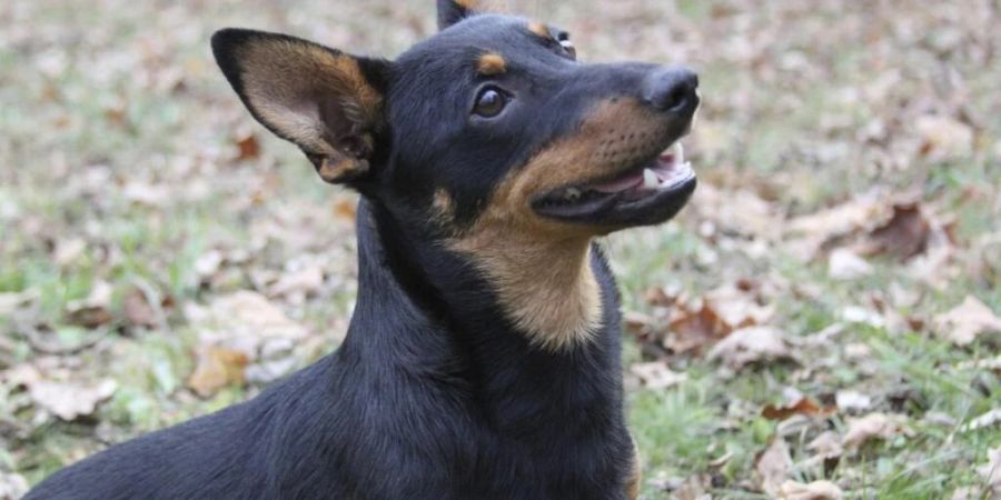 Lancashire Heeler haben mit 15,4 Jahren im Median die höchste Lebenserwartung. (Archivbild)