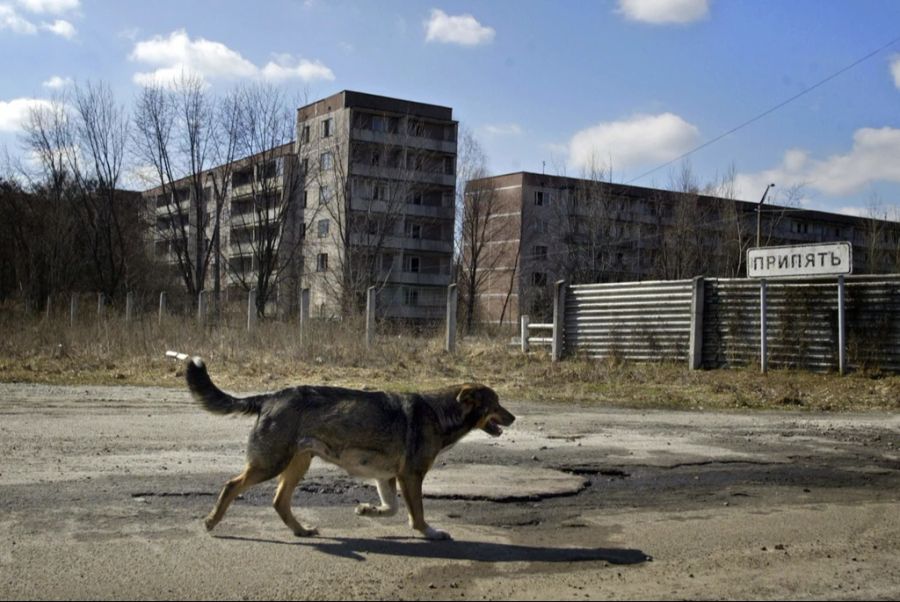 In der Tschernobyl-Region leben viele verwilderte Hunde.