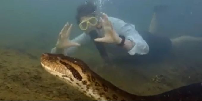 Neuentdeckung - Grösste Schlange der Welt lebt im Amazonas