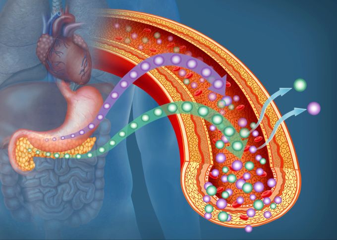 Körperzellen gehören zu den wenigen Wänden der Welt, die auch einfach mal durchquert werden können. Wenn man als GLukose einen starken Helfer wie Insulin hat zum Beispiel.. Körper Organe Zeichnung bunt