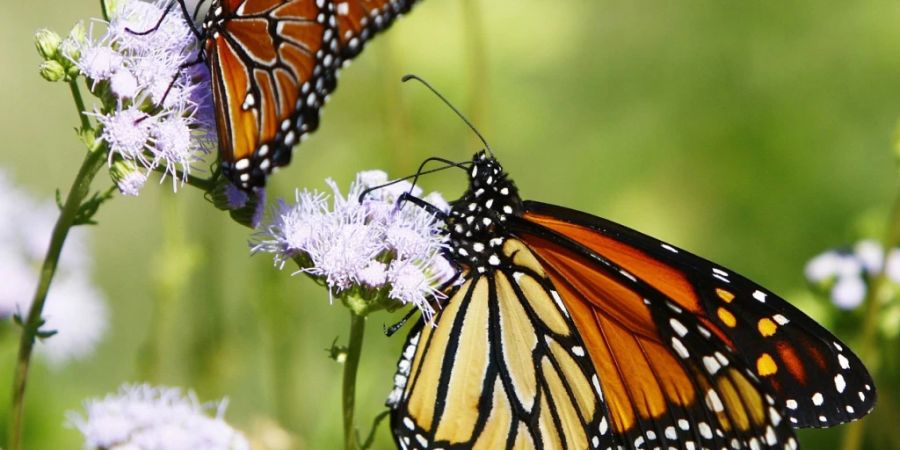 Jedes Jahr im Oktober ziehen die orange-schwarzen Schmetterlinge aus Kanada und den USA bis in den Westen Mexikos. Einige Monate später fliegen sie in die andere Richtung wieder zurück - rund 4000 Kilometer weit. (Archivbild)