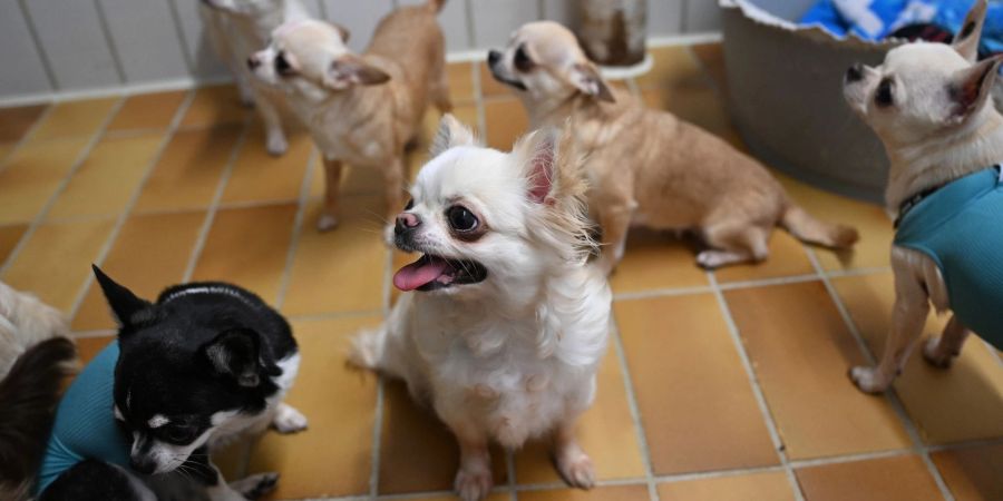 Der Stuttgarter Fund von 68 Chihuahua-Rassehunden einer überforderten Züchterin sorgte zuletzt für Aufsehen.