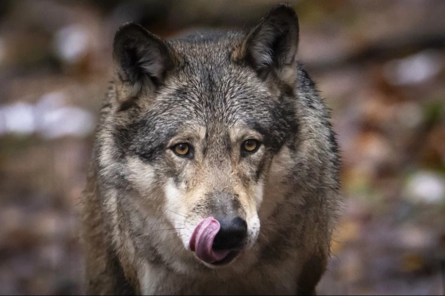 Müssen wir uns an das Bild vom Wolf vor unserer Haustür gewöhnen? (Symbolbild)