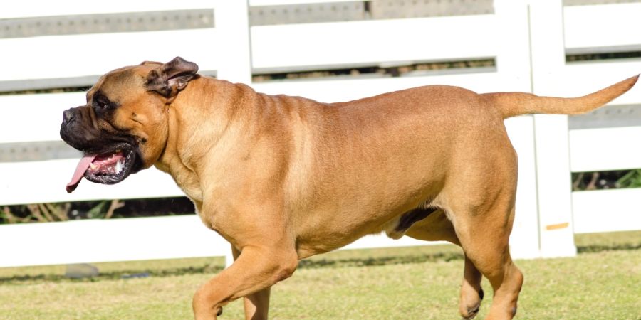 Hund Bullmastiff