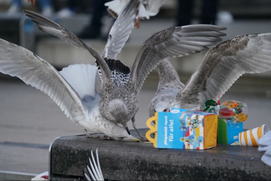 Die Stadtpolizei St. Gallen sieht zwei Hauptgründe dafür, dass sich die Ratten auch am Tag zeigen. Einerseits wegen Essensresten, die am Boden landen. (Symbolbild)