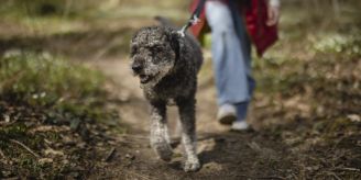 Bern - Grosser Rat will kein verschärftes Hundegesetz Bern - Grosser Rat will kein verschärftes Hundegesetz