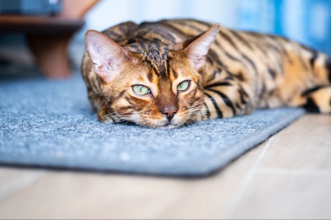 Um die Tier die Skepsis zu nehmen, kann man es schon vorab ein wenig auf die neue Situation vorbereiten. Baby, Katze, Beziehung, Miteinander