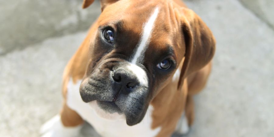 Boxer gehören zu den Hunderassen, die verhältnismässig oft pupsen.