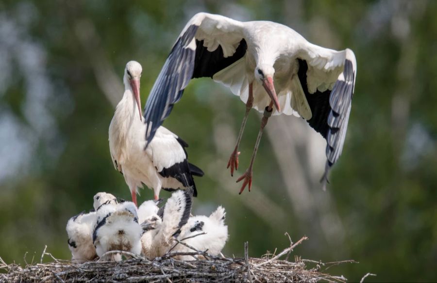 Storchennest