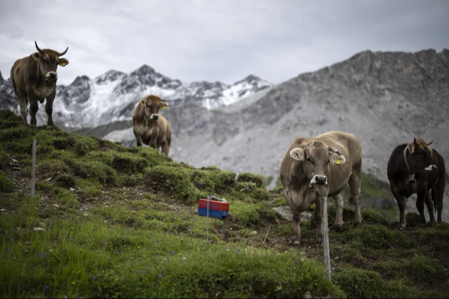 Der Erreger für die Erkrankung an einer Gämsblindheit kann von Nutztieren auf den Alpen auf die Wildtiere übertragen werden.