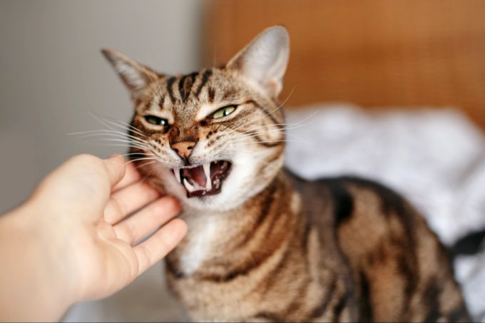 Aggressives Verhalten kann auch ein Hinweis auf Anspannung bei der Katze sein. Stress, Katze, Stress