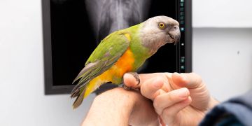 Papagei beim Arzt, Röntgenaufnahme im Hintergrund