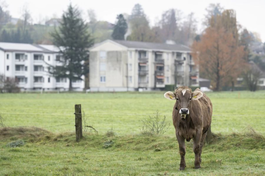 Für Aufsehen sorgten kürzlich zum Beispiel zwei zugezogene Paare in Aarwangen BE, die sich über Kuhglocken beschwerten.