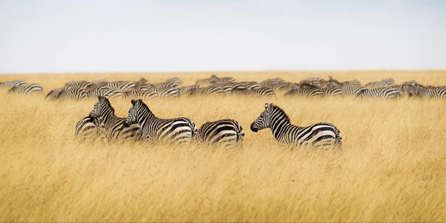 Zebras